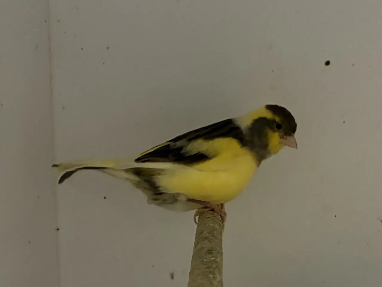 Billede 3 - Fife Fancy