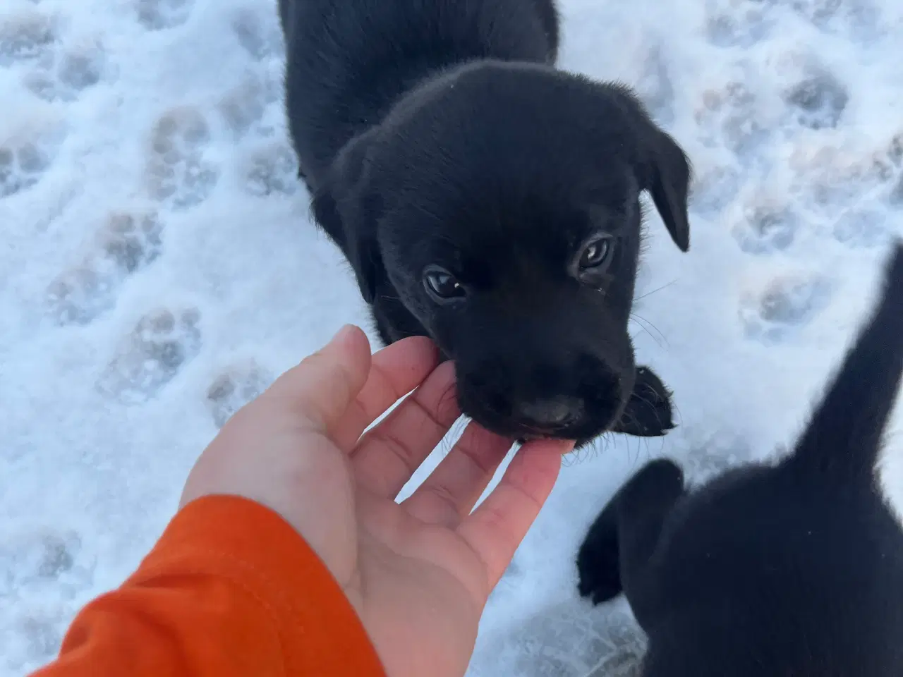 Billede 6 - Labrador hvalpe s�ælges 