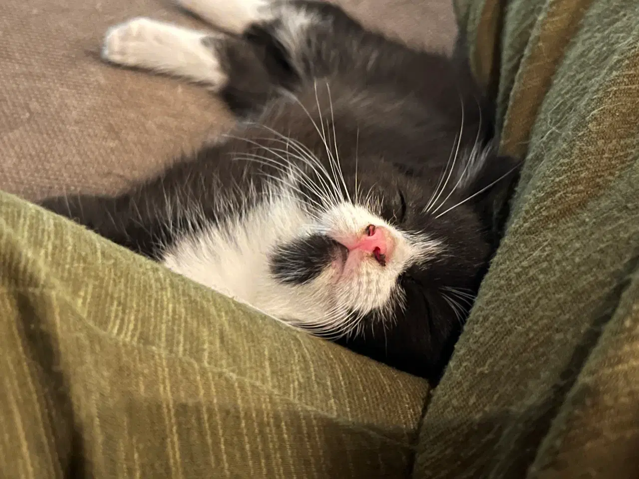 Billede 12 - Han-killing, Maine Coon-blanding 