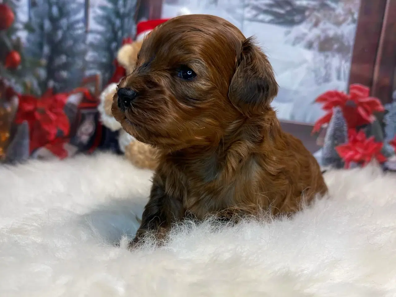 Billede 1 - Cavapoo  Miniature til januar