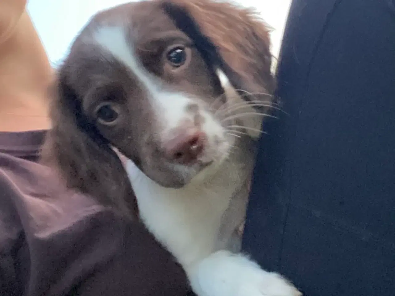 Billede 5 - Tre super søde FT springer spaniel 