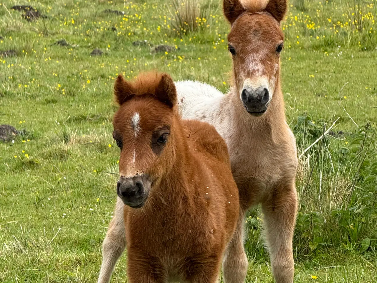 Billede 3 - Mini Pony 