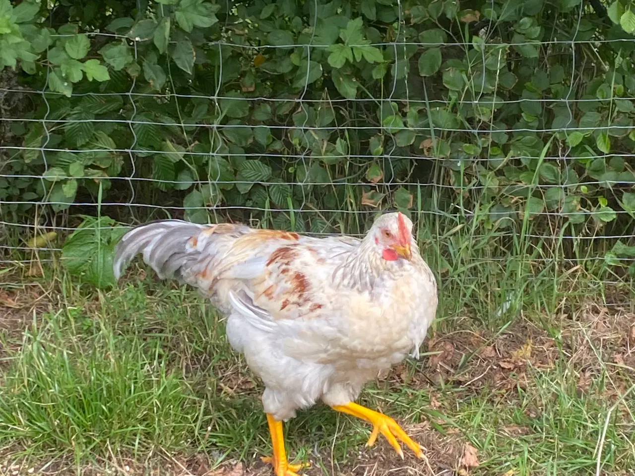 Billede 8 - 🐓 Smuk Svensk Blomsterhane søger nyt hjem 🌼 