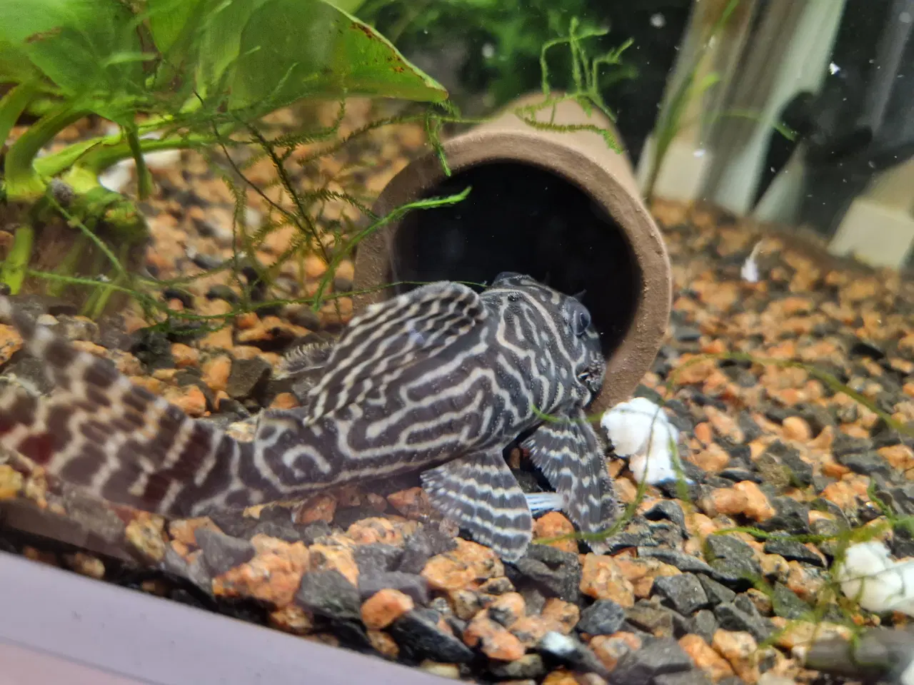 Billede 1 - L333 White Line