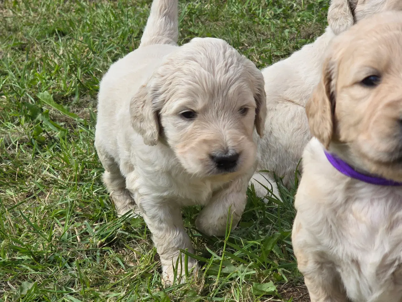 Billede 2 - Goldendoodle hvalpe søger nyt hjem.