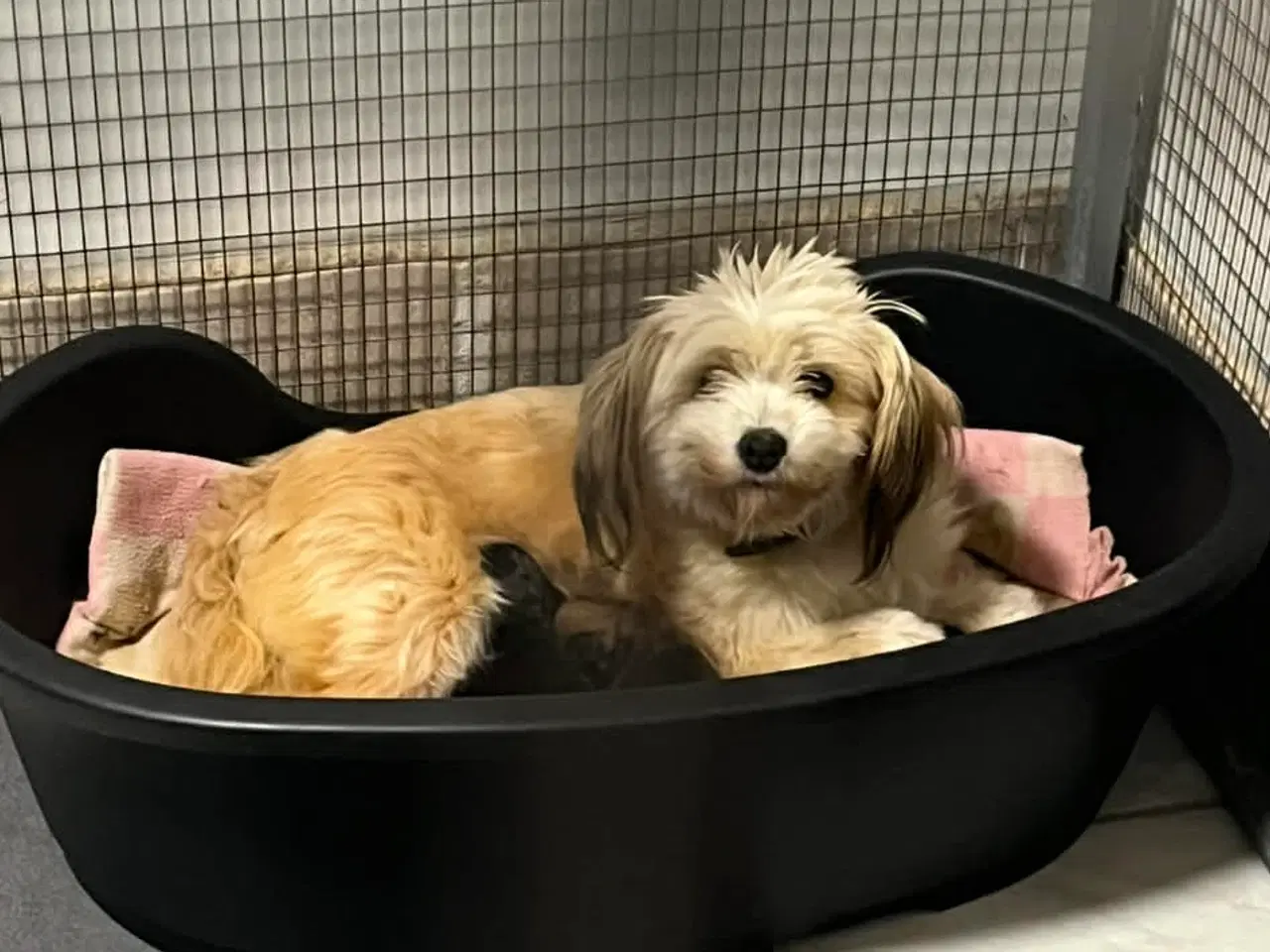 Billede 4 - Kun en tæve tilbage nu! Små blandinger 