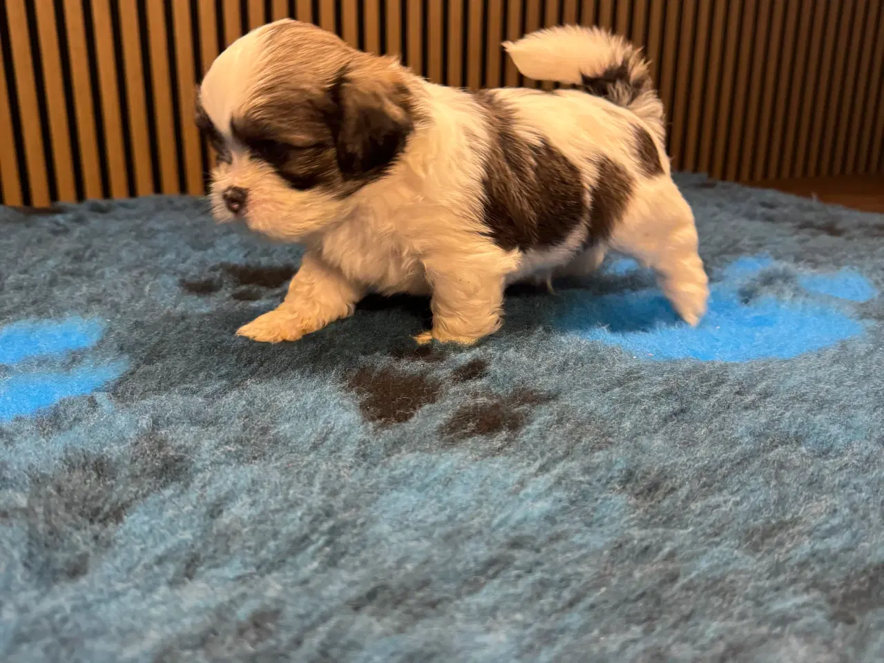 Billede 4 - Lhasa Apso skønne hvalpe- LEMVIG