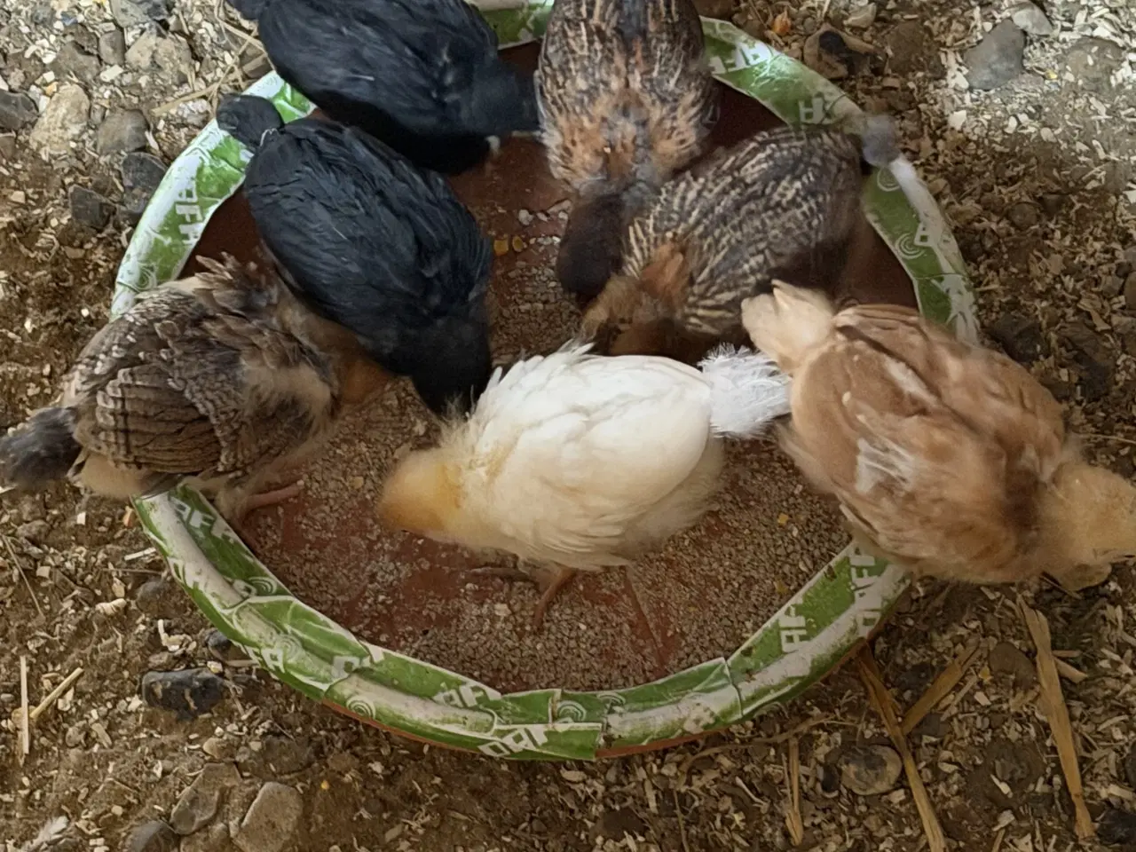 Billede 1 - Krydsnings kyllinger sælges