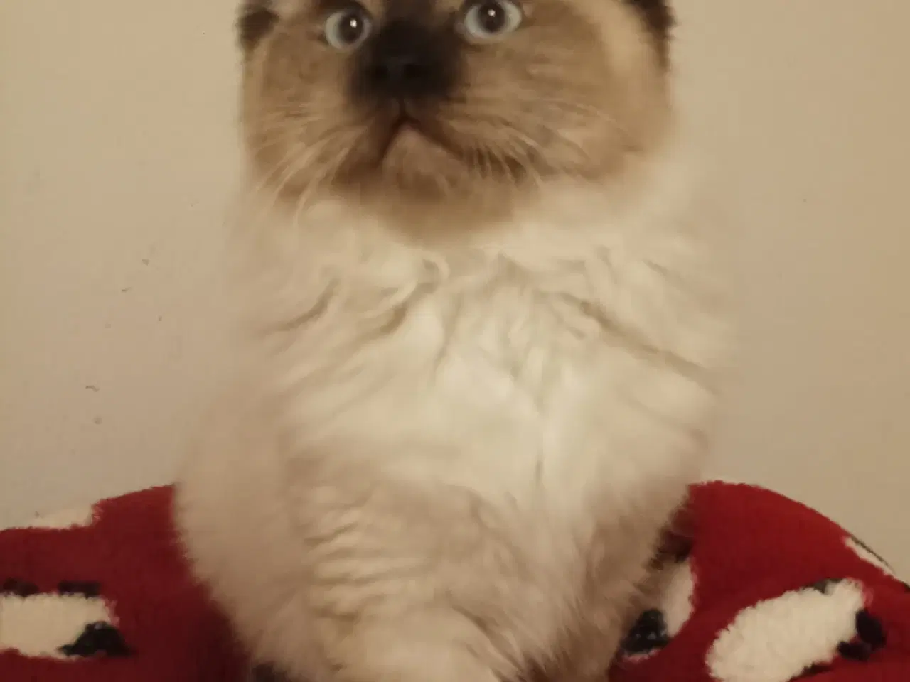 Billede 2 - Kønne og racetypiske