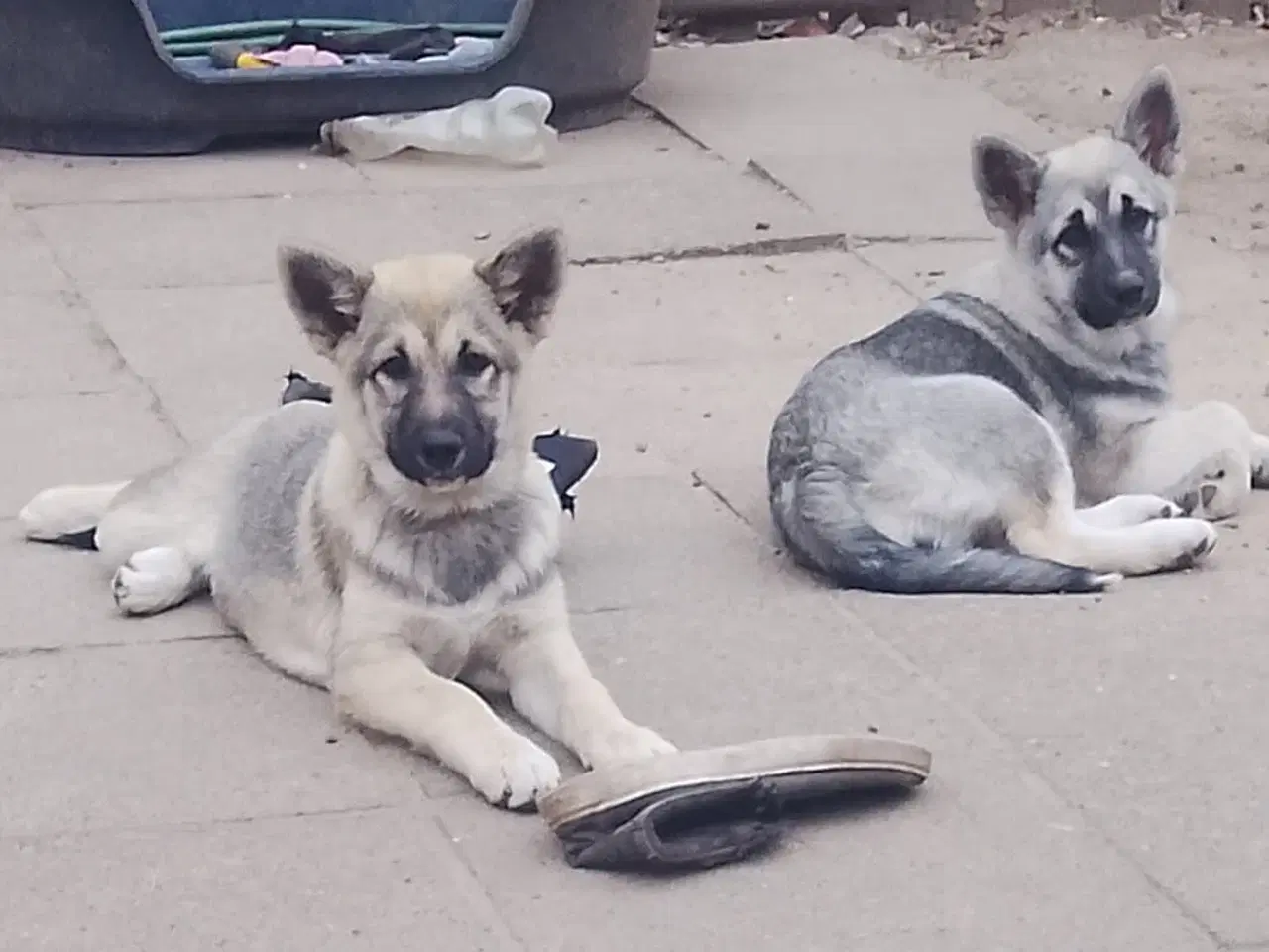 Billede 5 - Husky blandinger 