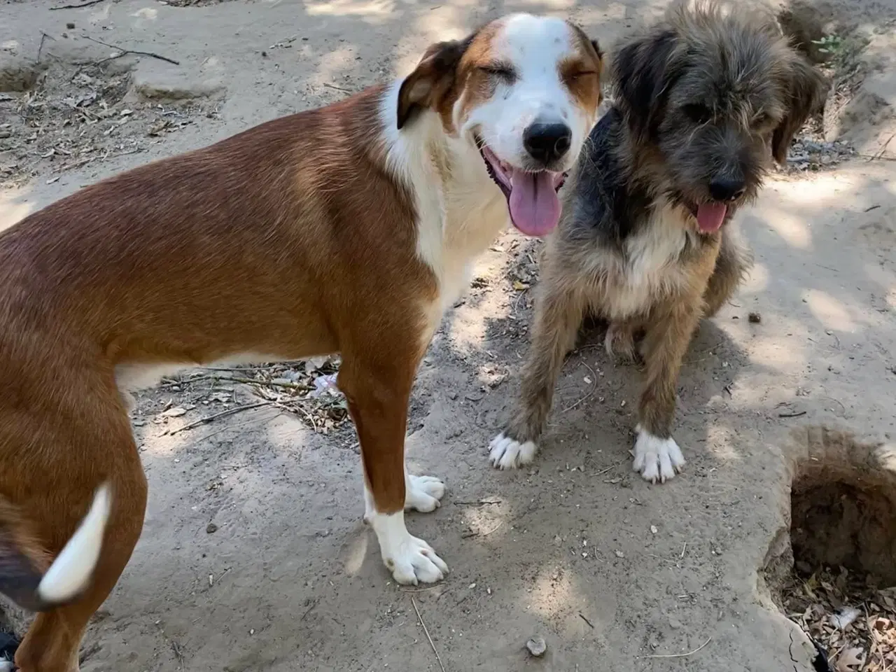 Billede 7 - Henry - med det smukke smil 💙