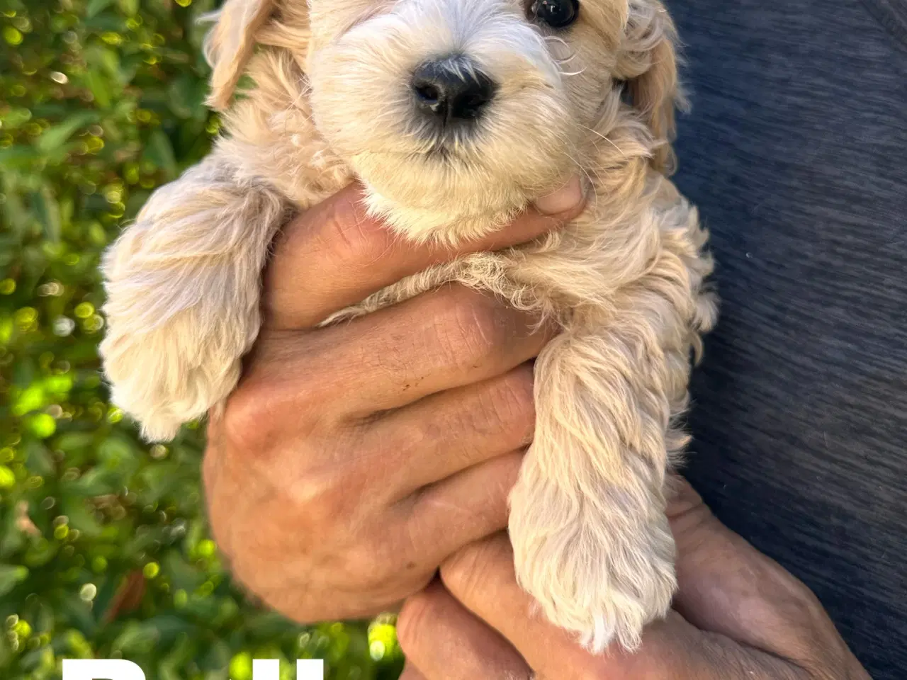 Billede 7 - Maltipoo stueopdræt af DNA testede forældre