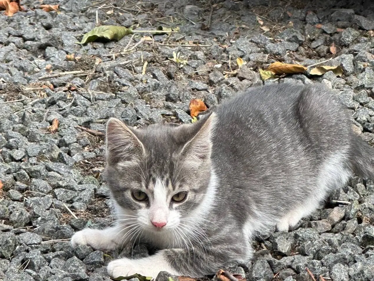 Billede 2 - Små killinger søger en familie😻