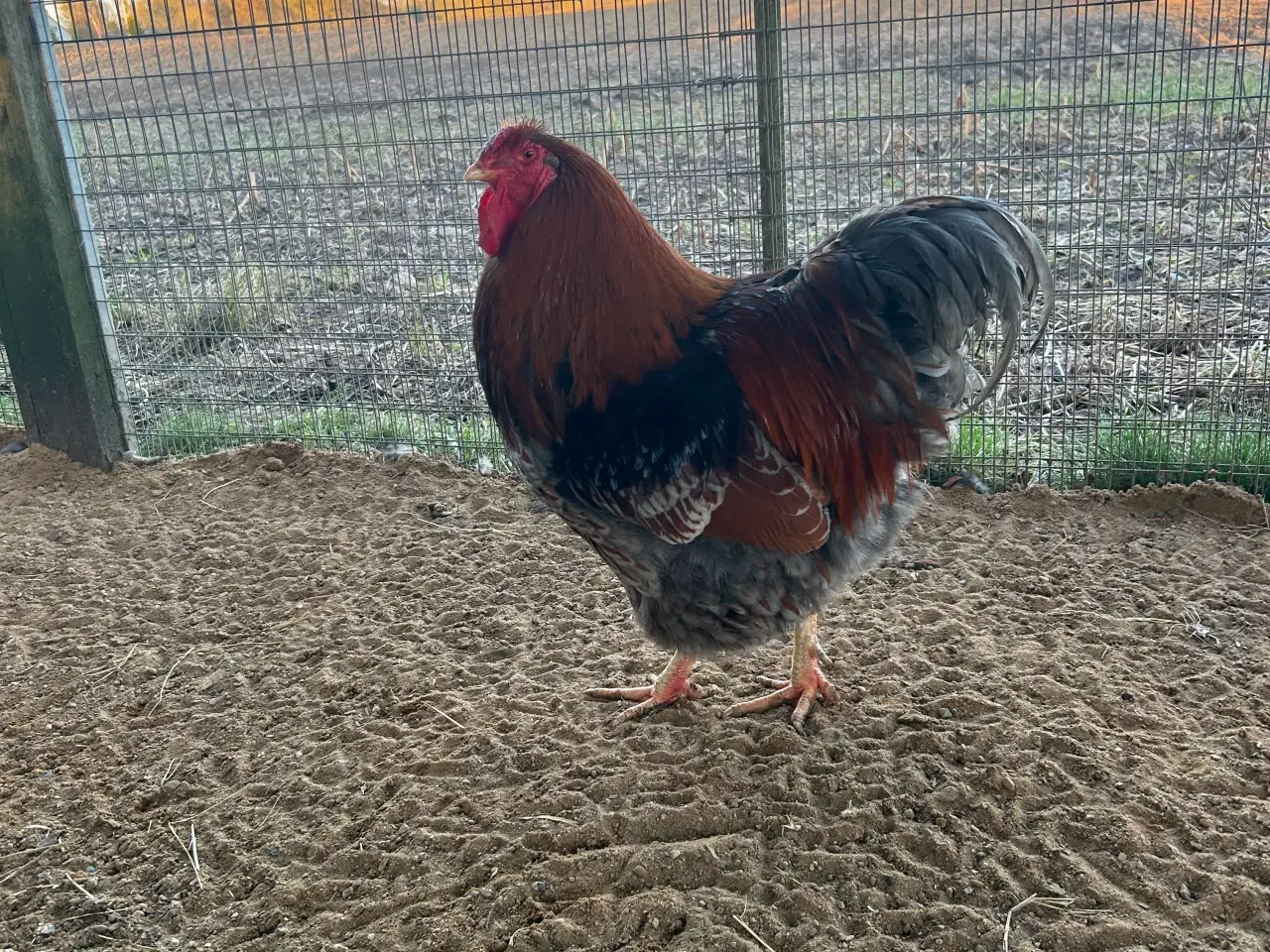 Billede 1 - Rugeæg Guld blå randet wyandotter stor 