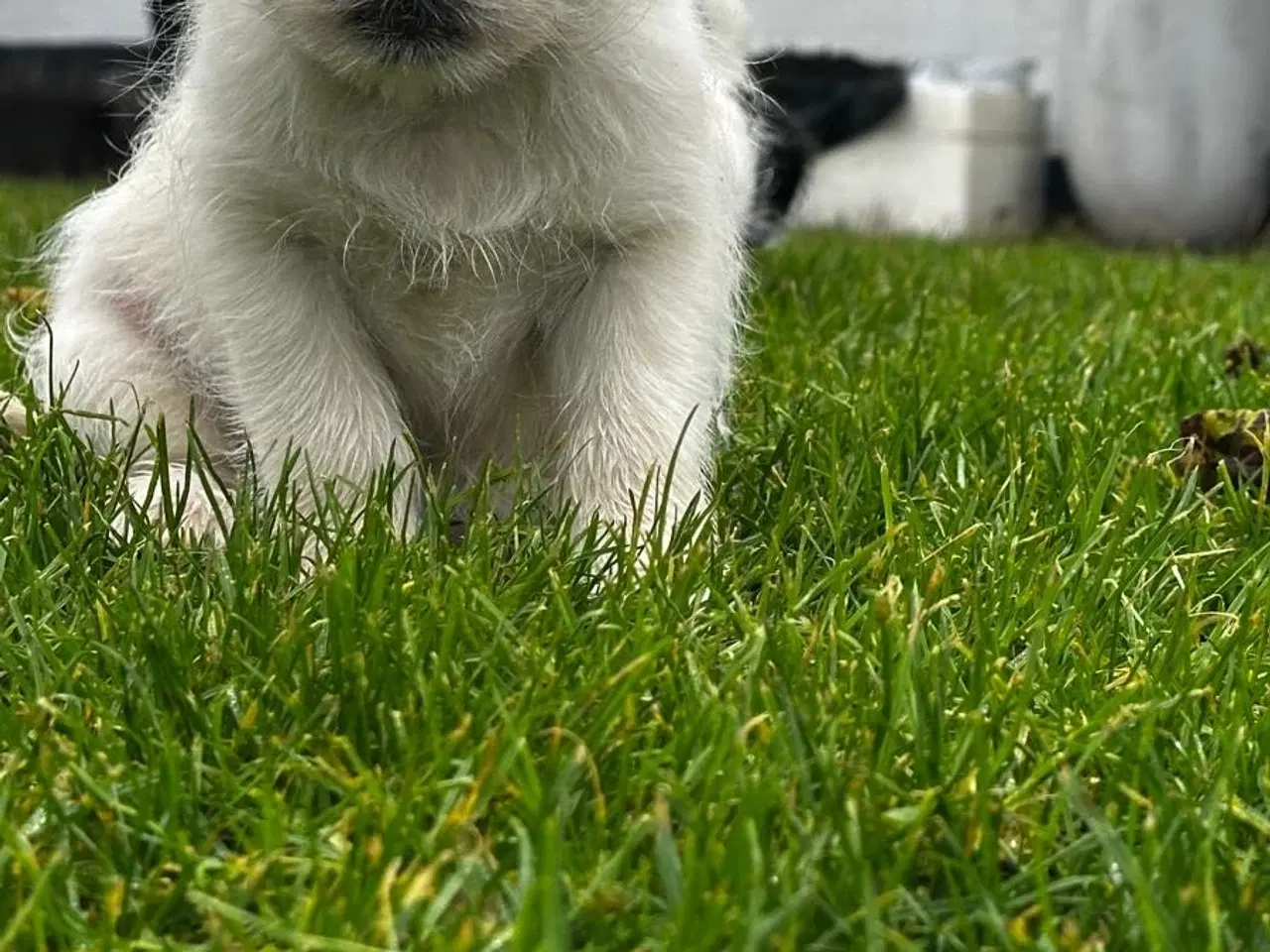 Billede 5 - Han Hvalpe 