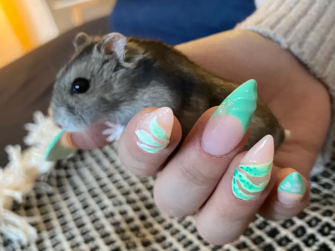 Billede 7 - Hamster + bur og diverse tilbehør sælges
