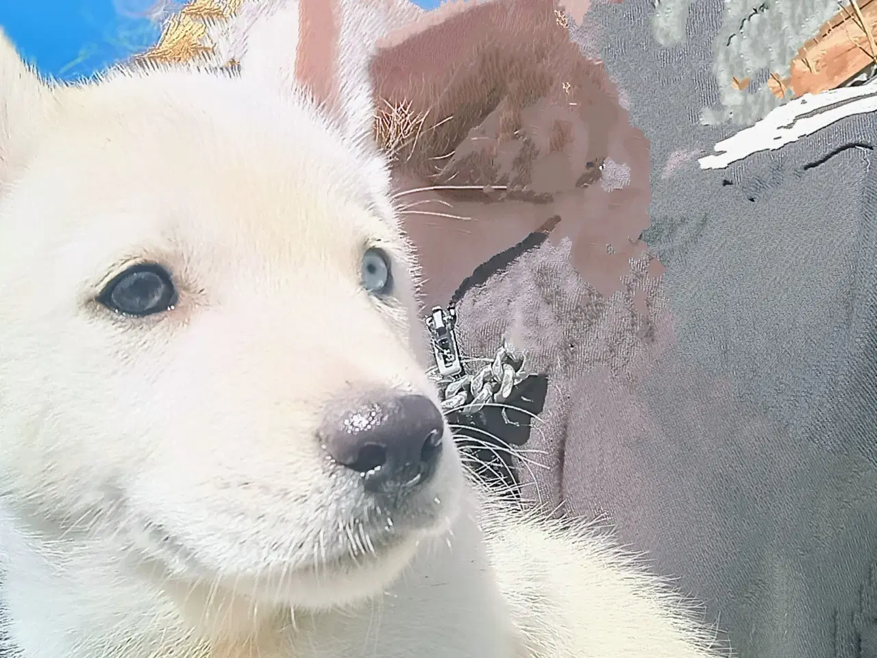 Billede 14 - Serbian Husky Hvalpe