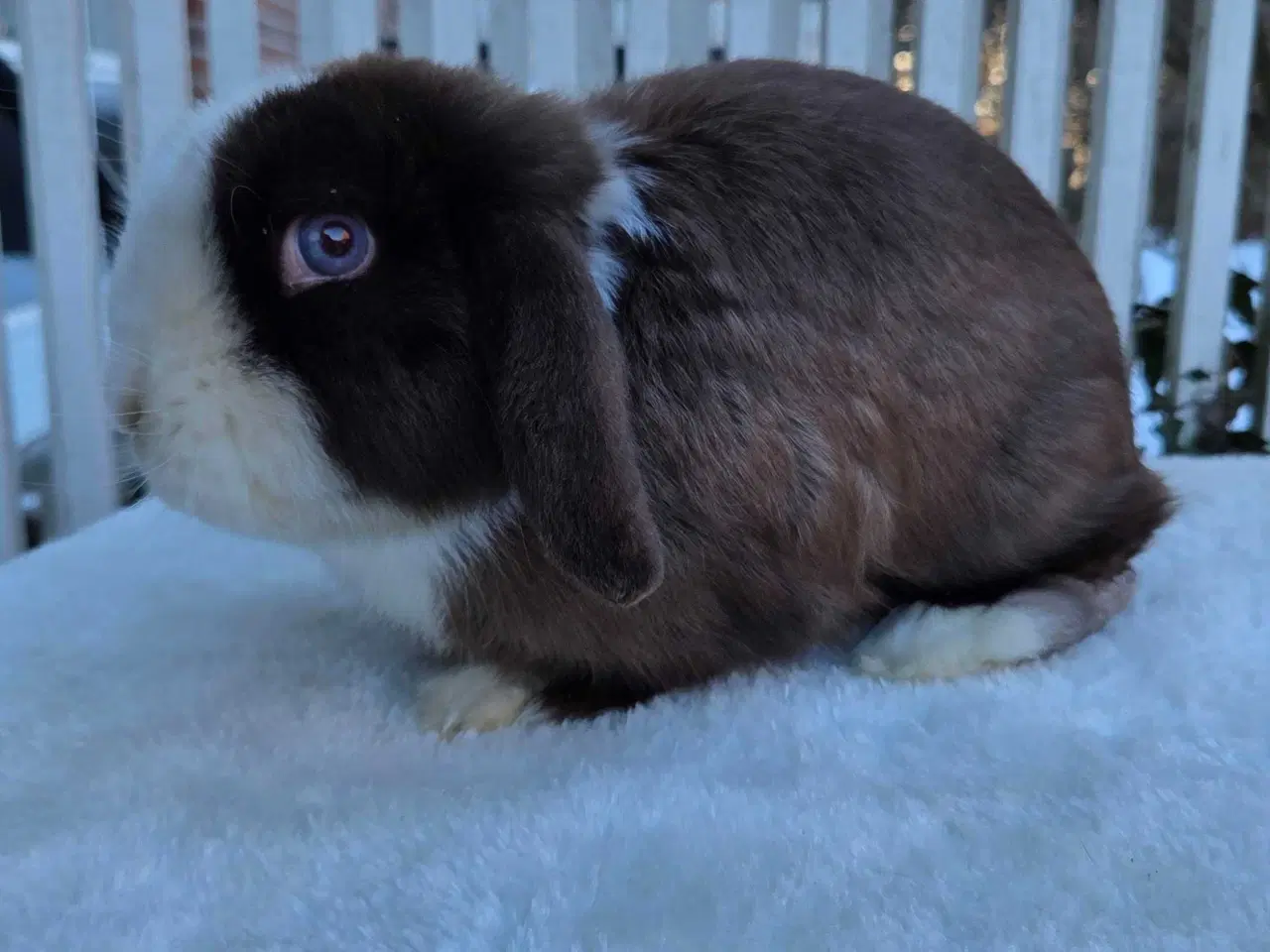 Billede 4 - Dværgvædder til kæl eller avl