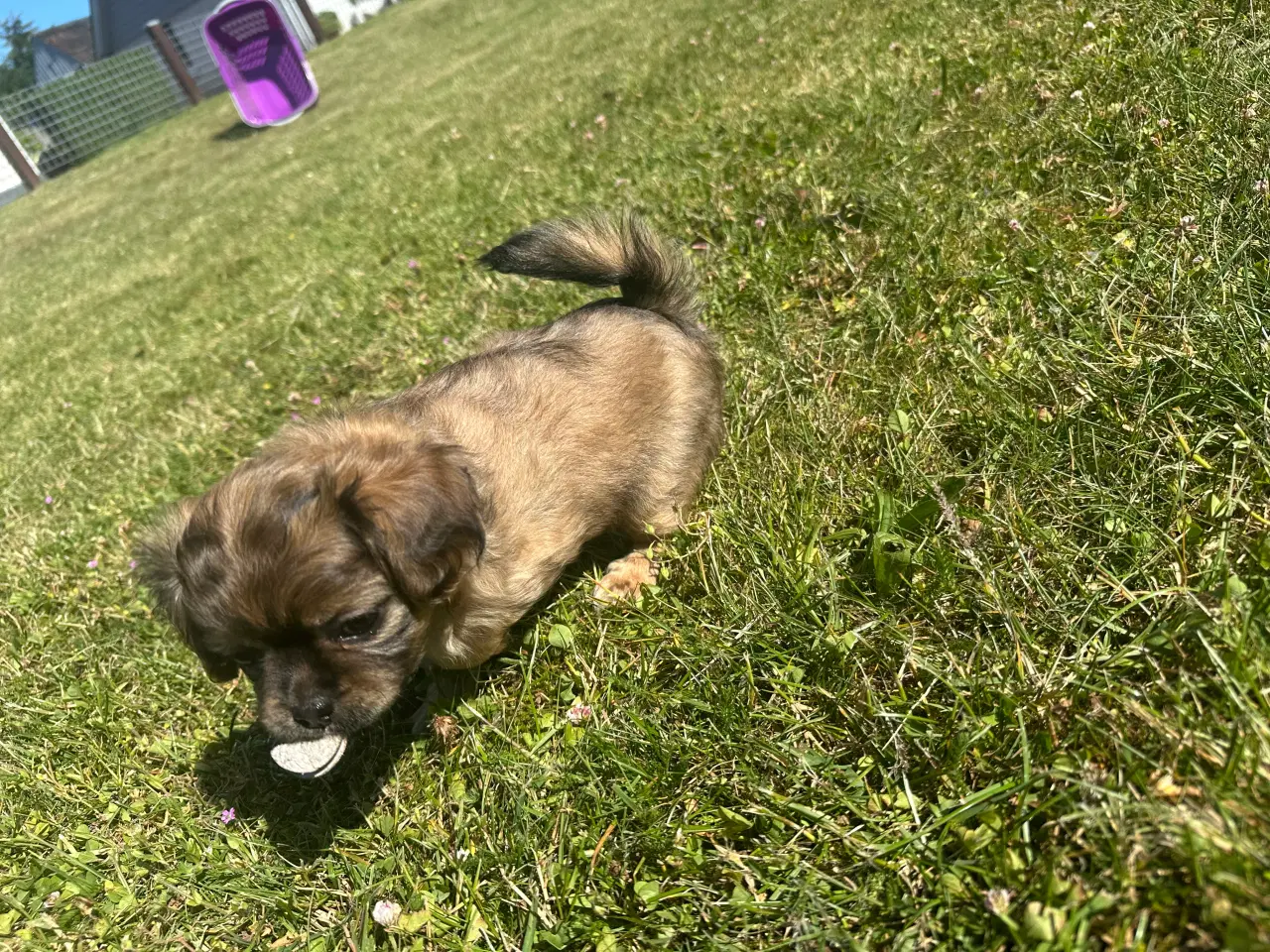 Billede 6 - Shih tzu blandinger 