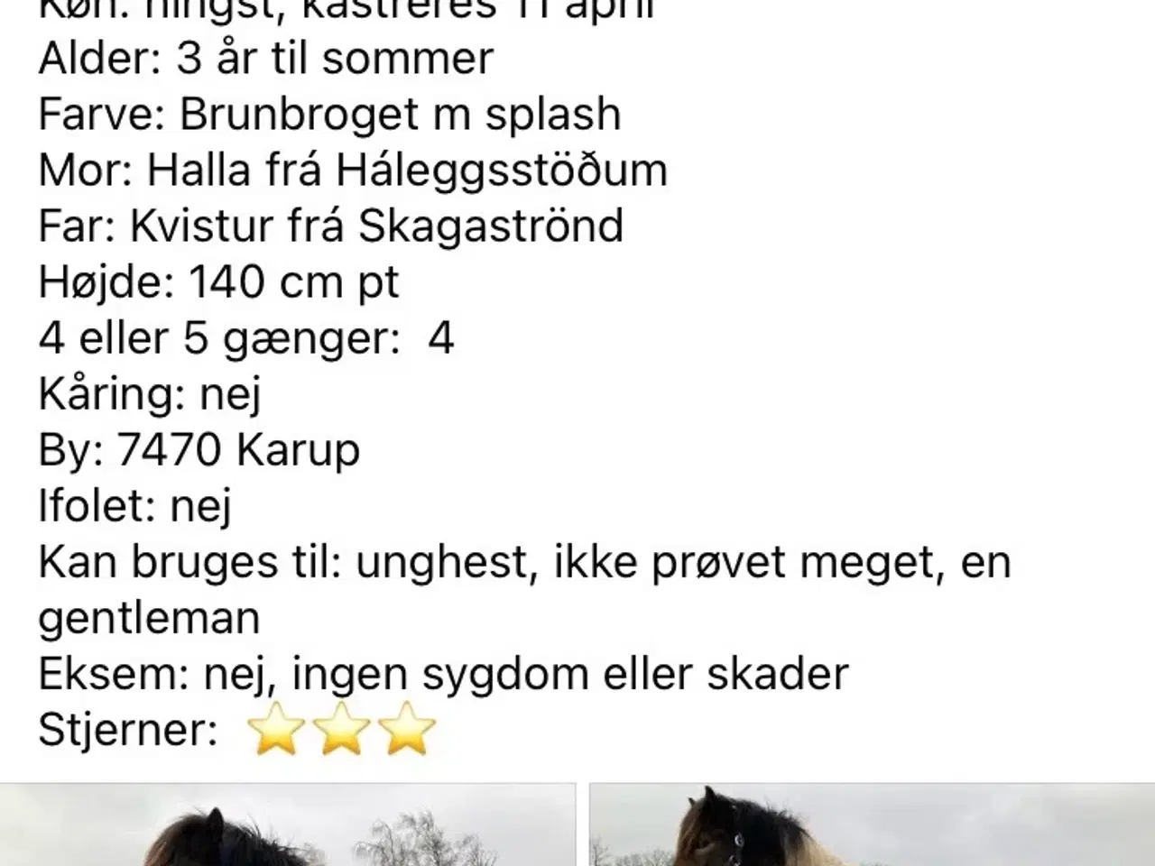 Billede 3 - Islænder hingst/vallak 3 år til sommer