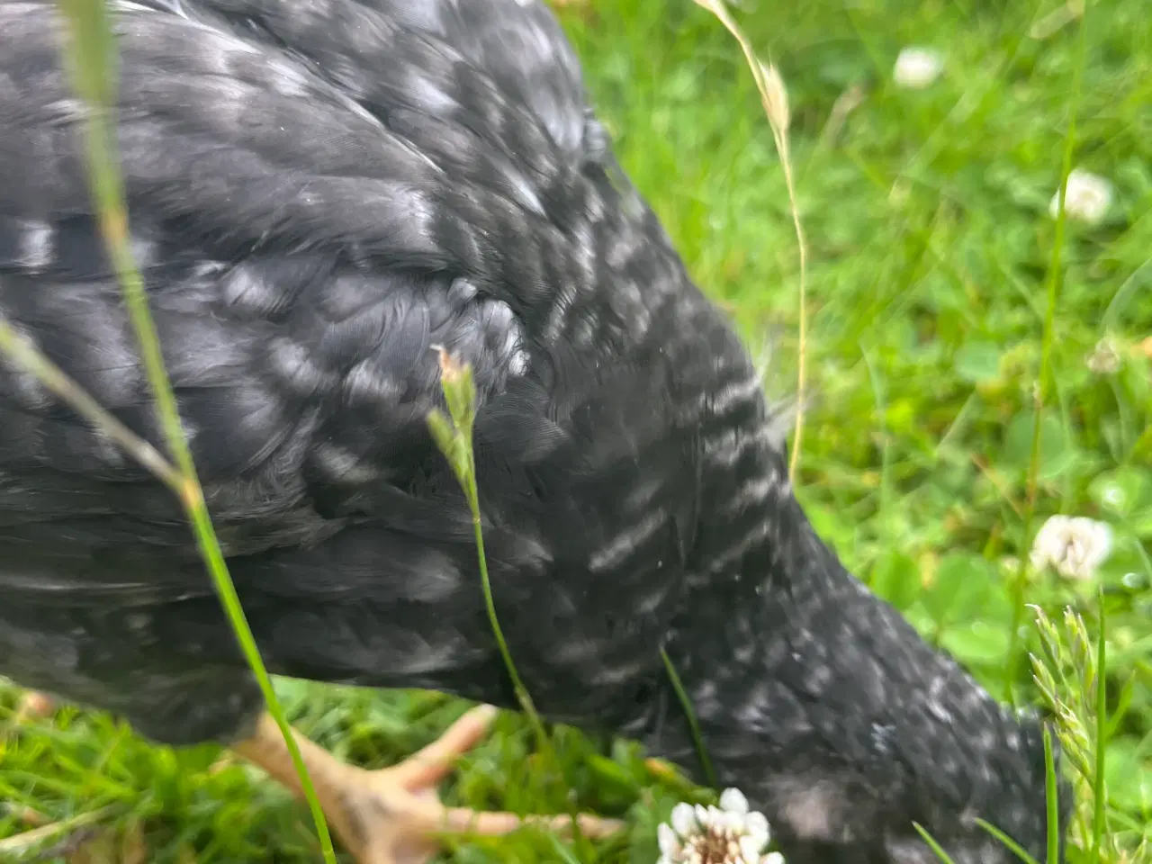 Billede 3 - 🐓🌈 Farverolle-hane søger nyt hjem! 🌈🐓