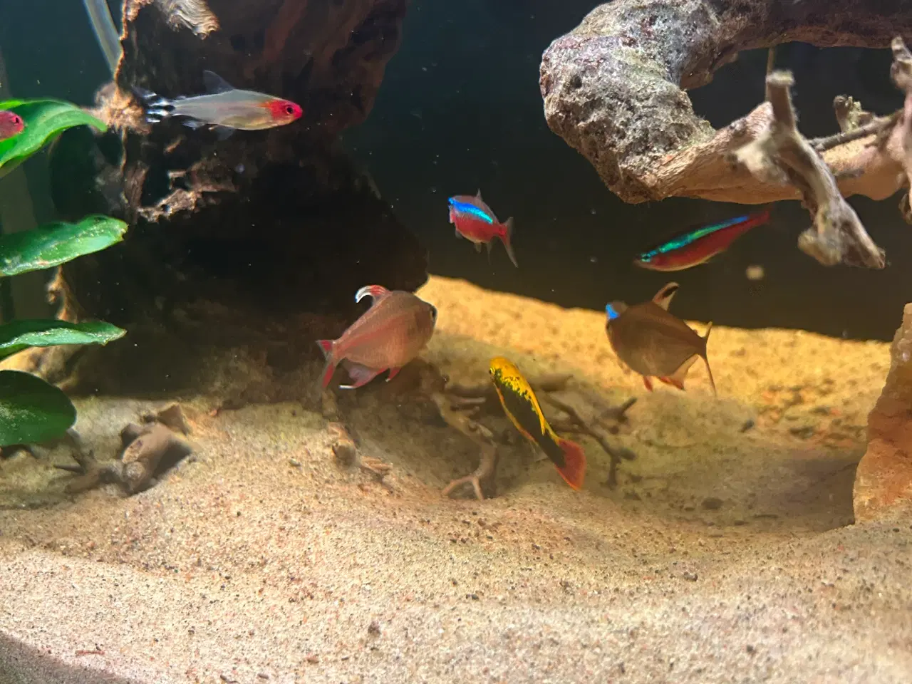 Billede 7 - Fineste akvarie + indhold sælges.
