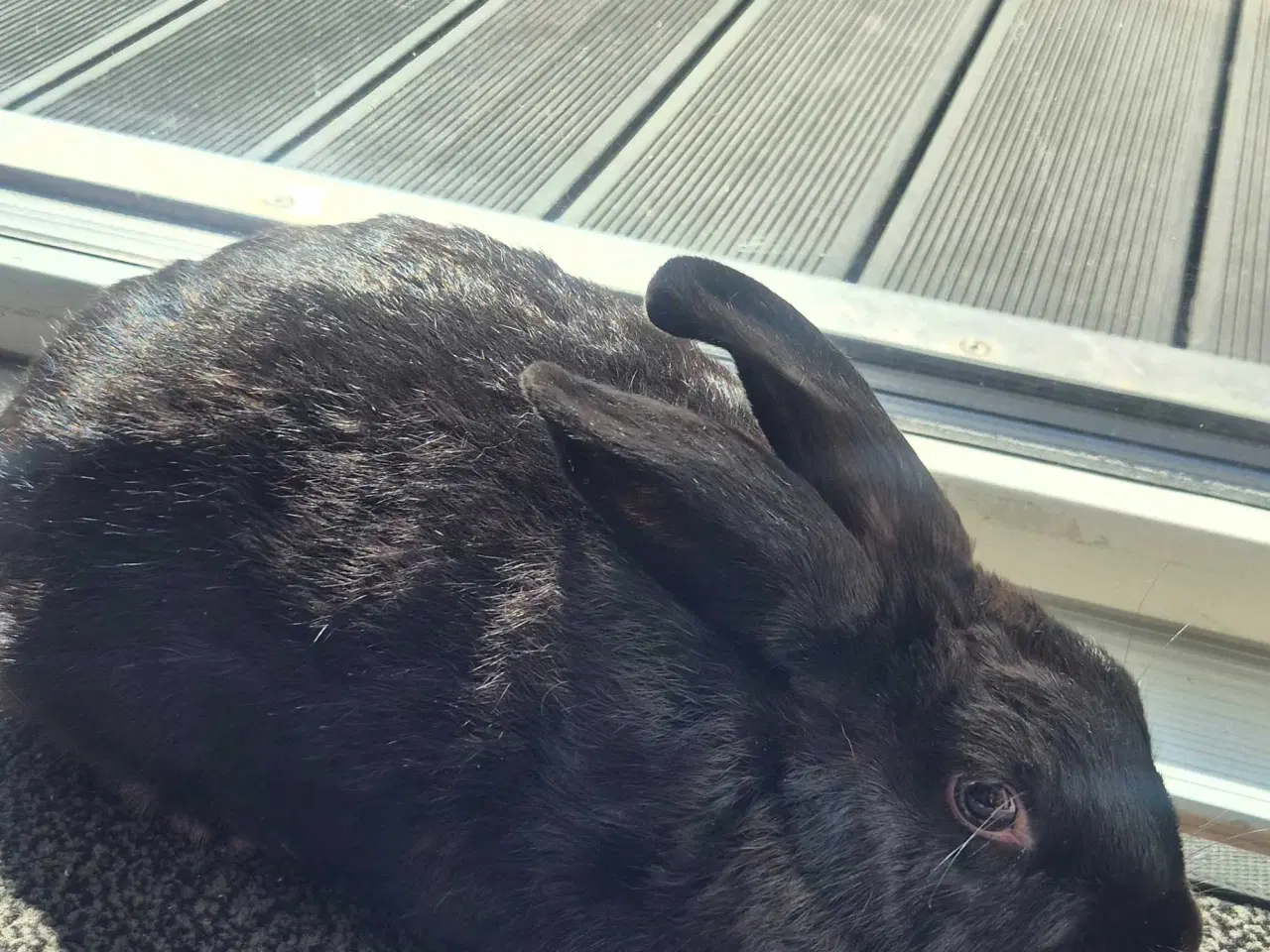 Billede 6 - kaniner til sælg med tilbehør.