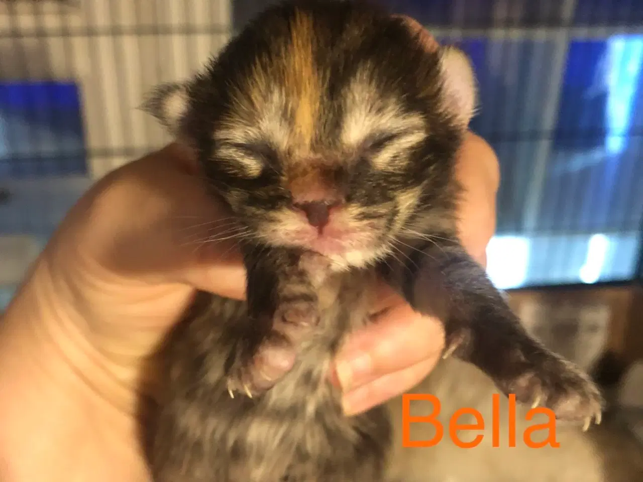 Billede 7 - Maine coon killinger unden travle 