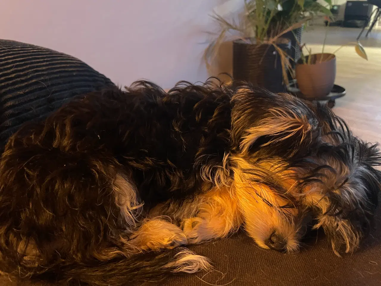 Billede 3 - Biewer yorkshire terrier