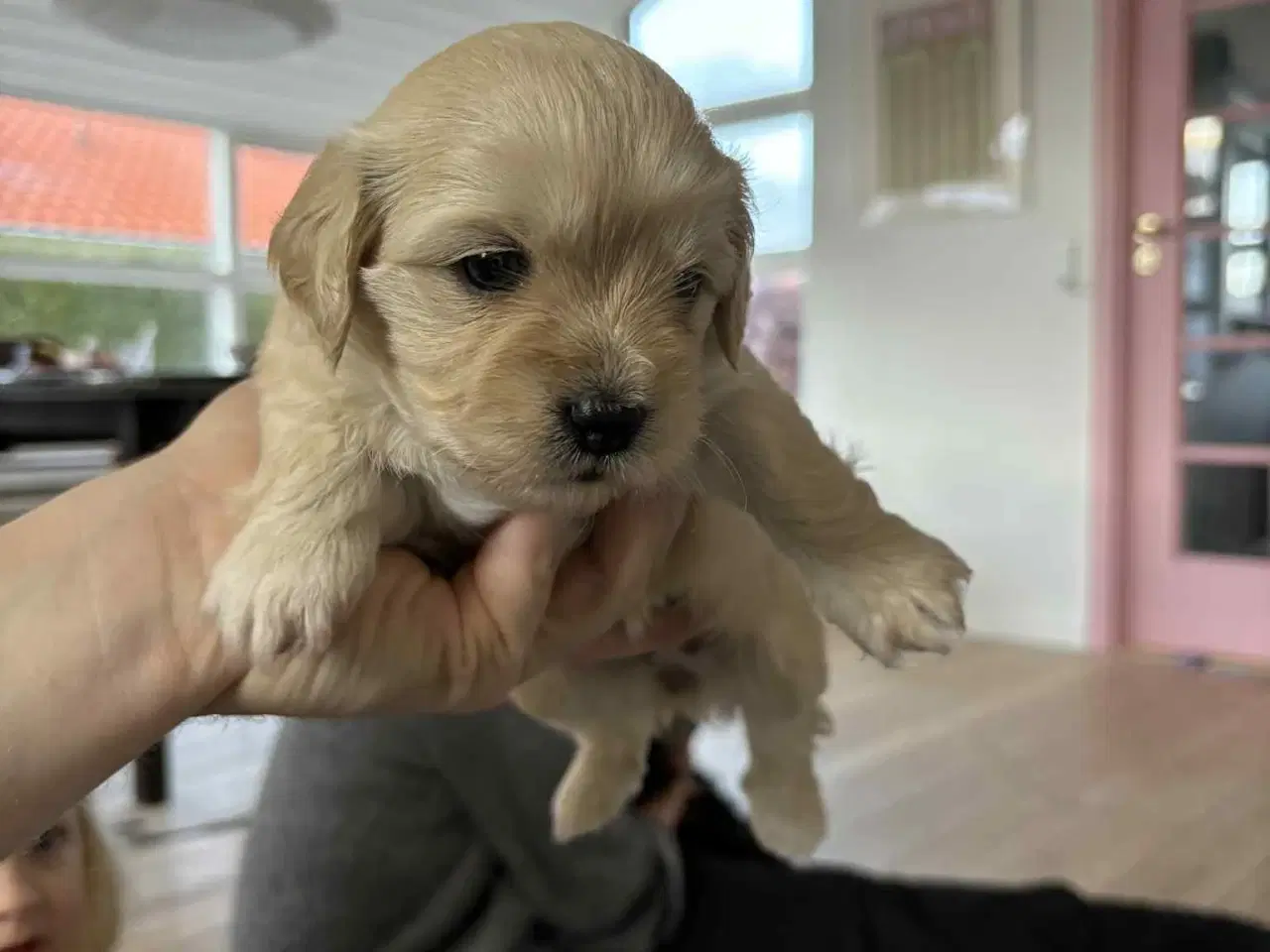 Billede 3 - Malteser blanding lille hund.