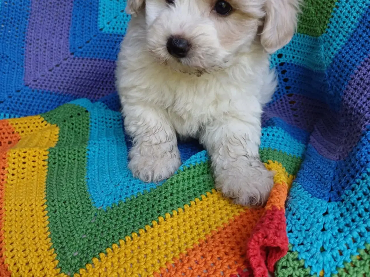 Billede 12 - Maltipoo hvalpe sælges 