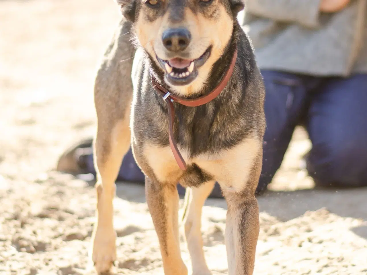 Billede 11 - Sibba og Kevin søger hjem sammen 🩷