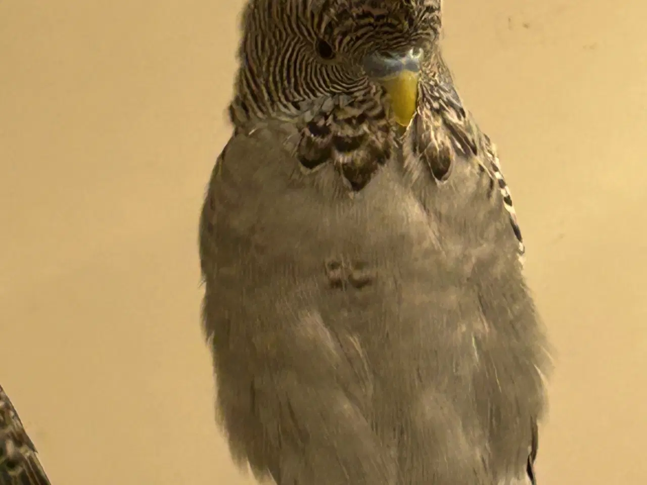 Billede 10 - Blackface undulater 