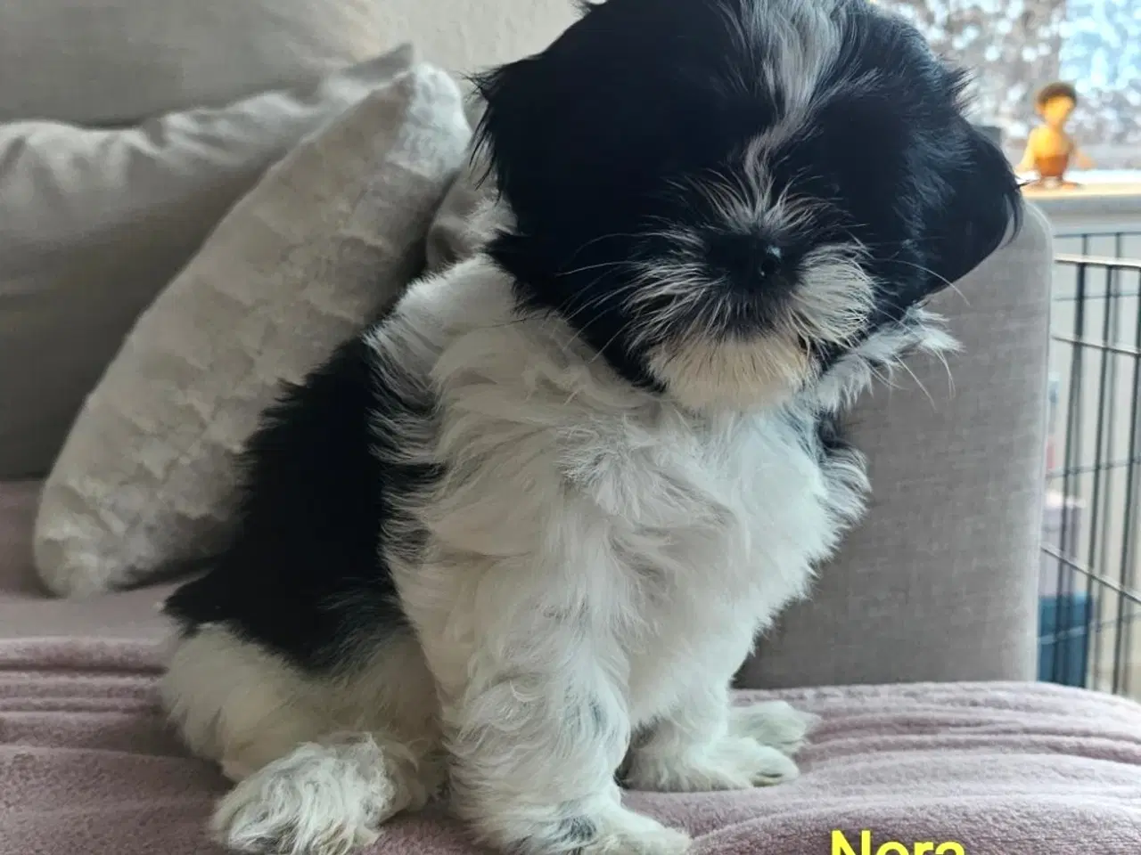 Billede 1 - Shih Tzu hvalpe