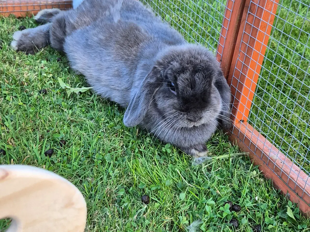 Billede 9 - Kaninunger mini lop 