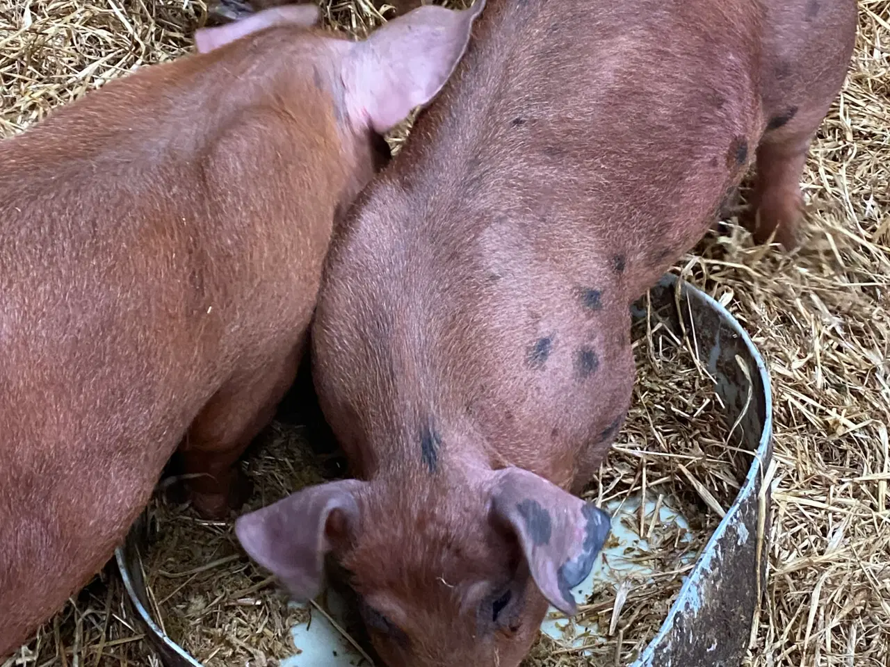Billede 1 - Duroc grise