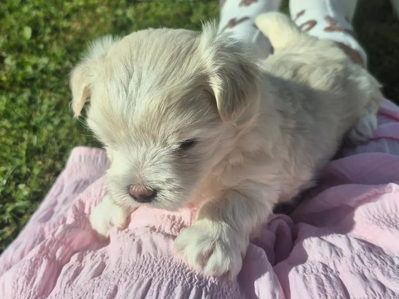 Billede 3 - Coton de tulear og Highland Maltie 