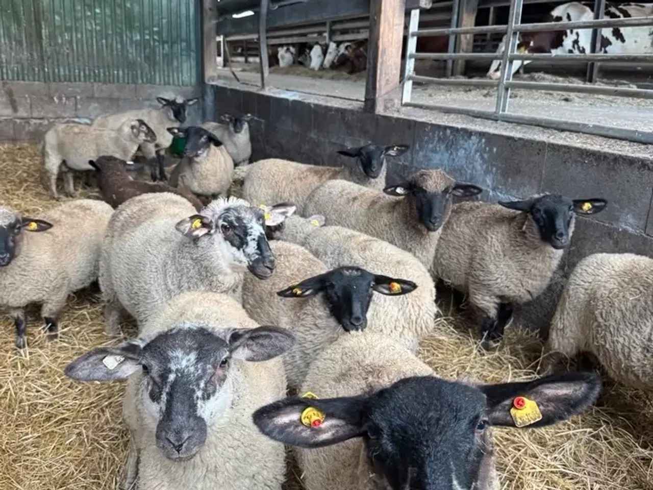 Billede 2 - Lam til salg i 6818 Lam på cirka 3 måneder i 6818