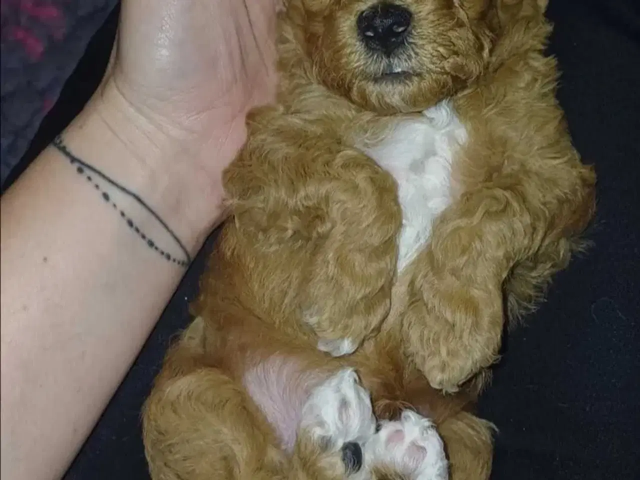 Billede 7 - Doodle hvalpe