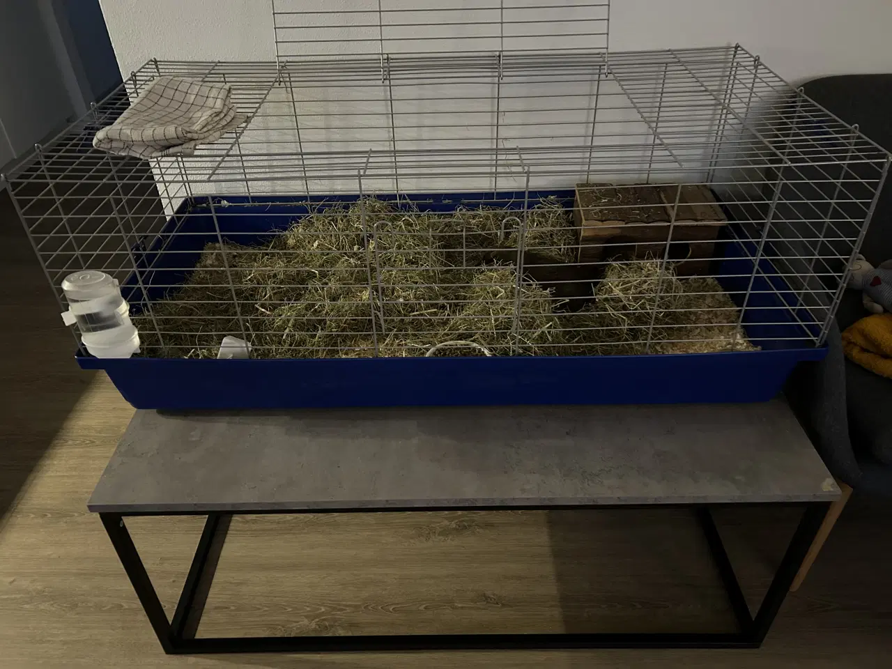 Billede 3 - Marsvin med alt tilbehør