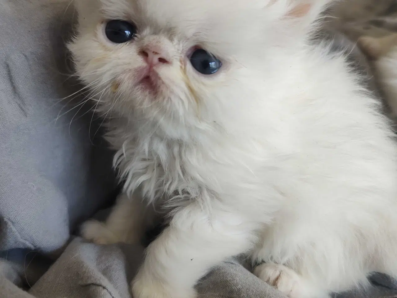 Billede 12 - Perser killinger 