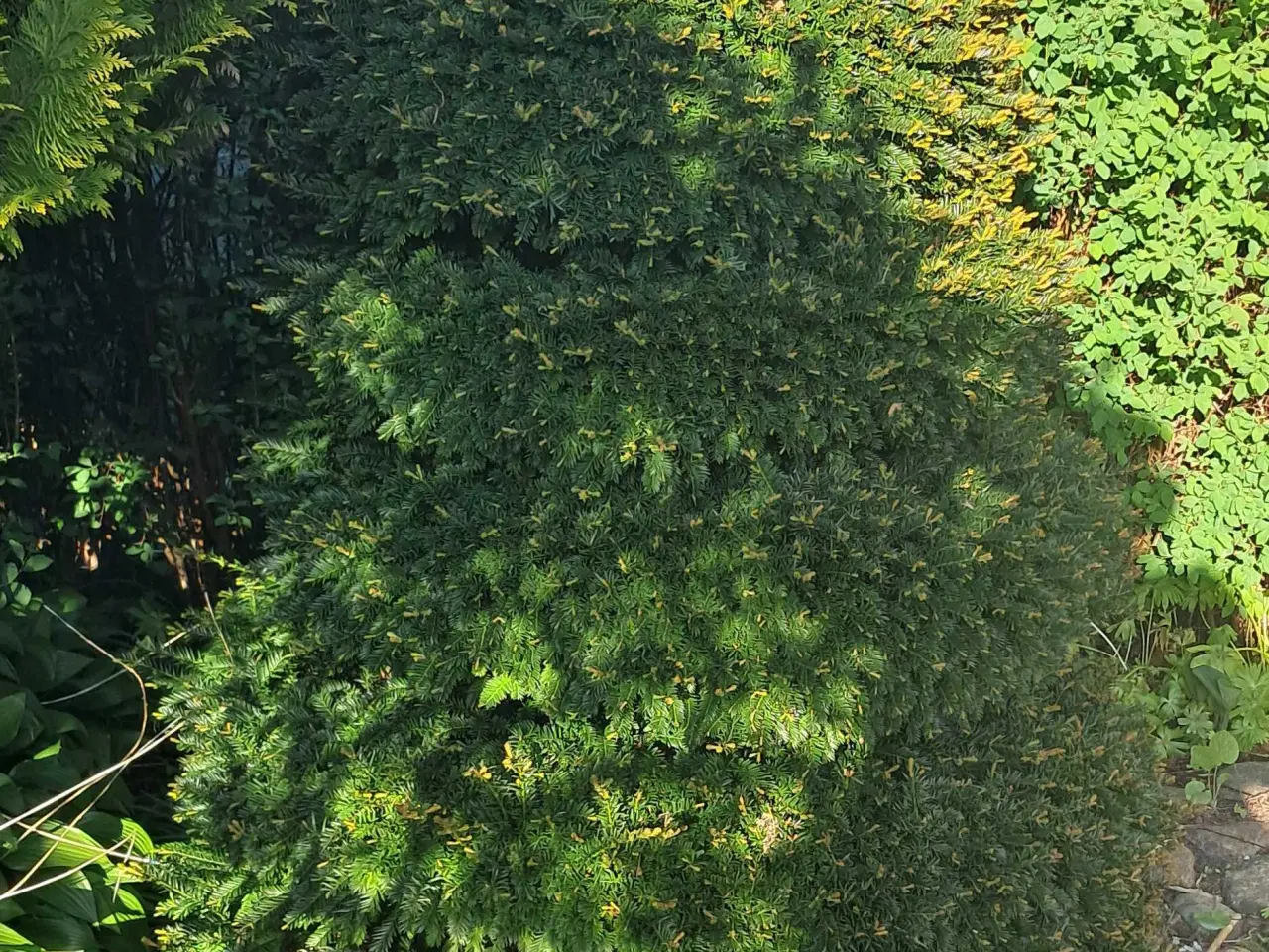 Billede 7 - Flotte haveplanter og havesten bortgives 