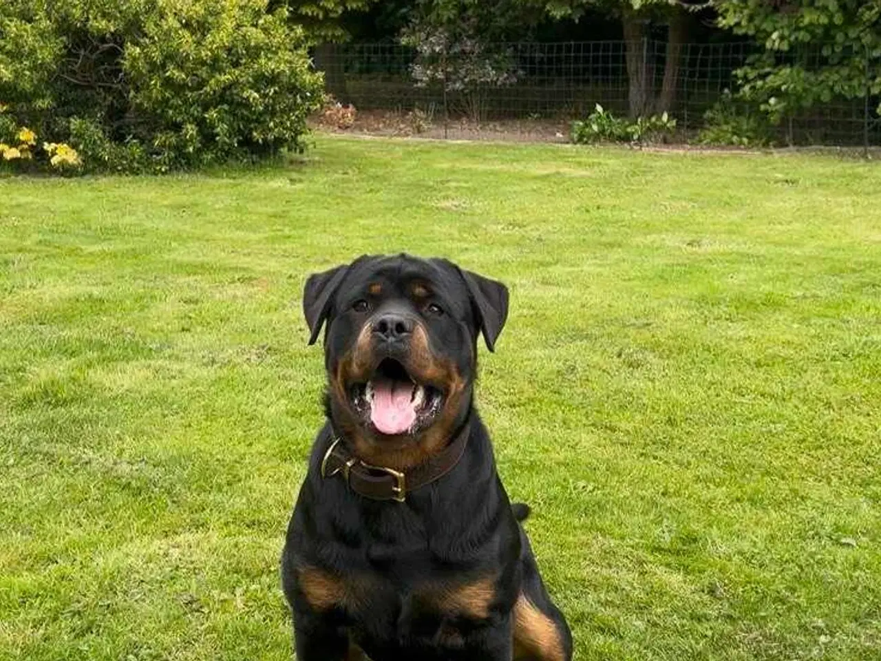 Billede 4 - Rottweiler han 