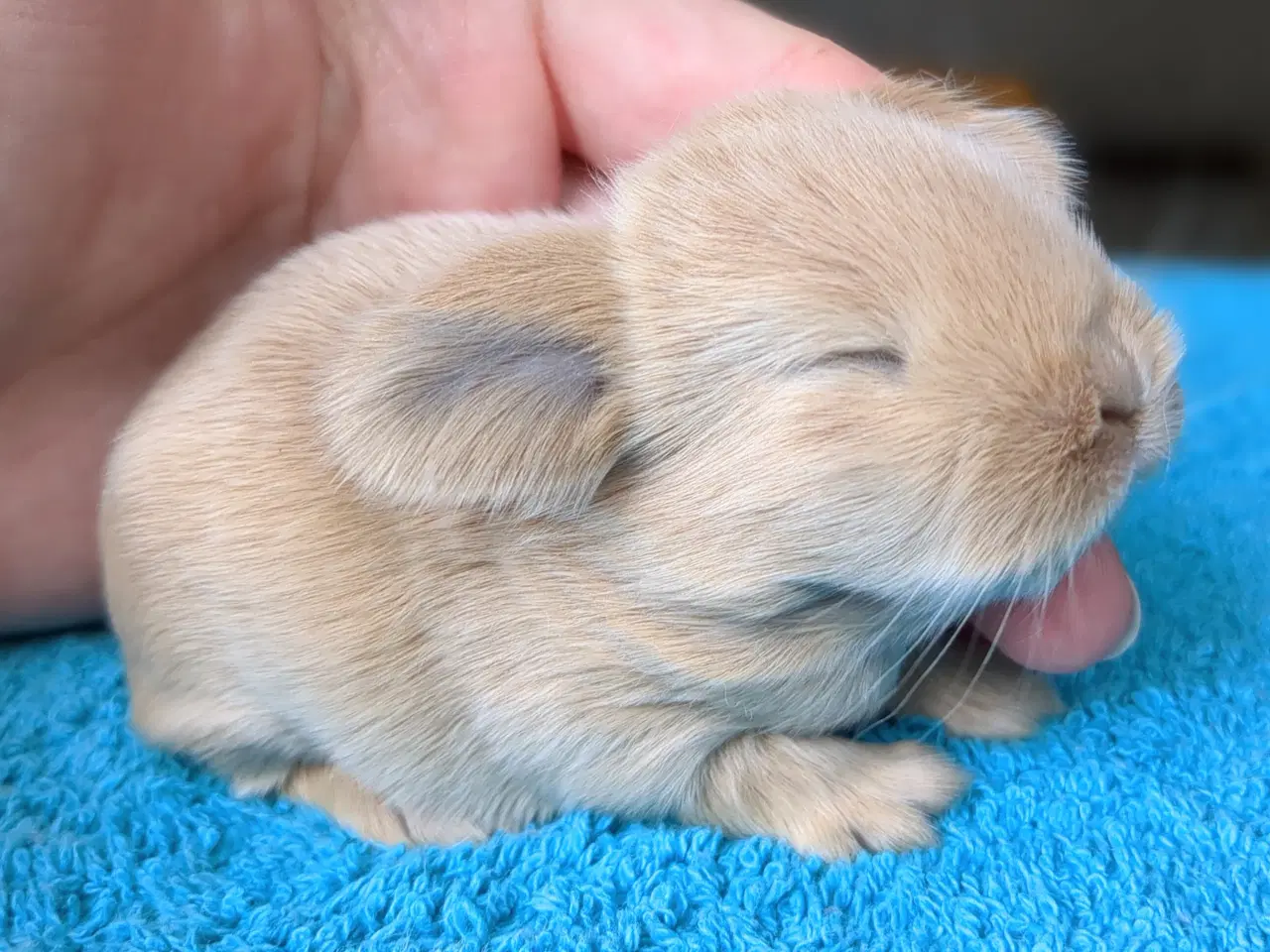 Billede 8 - Minilop kaninunger sælges 