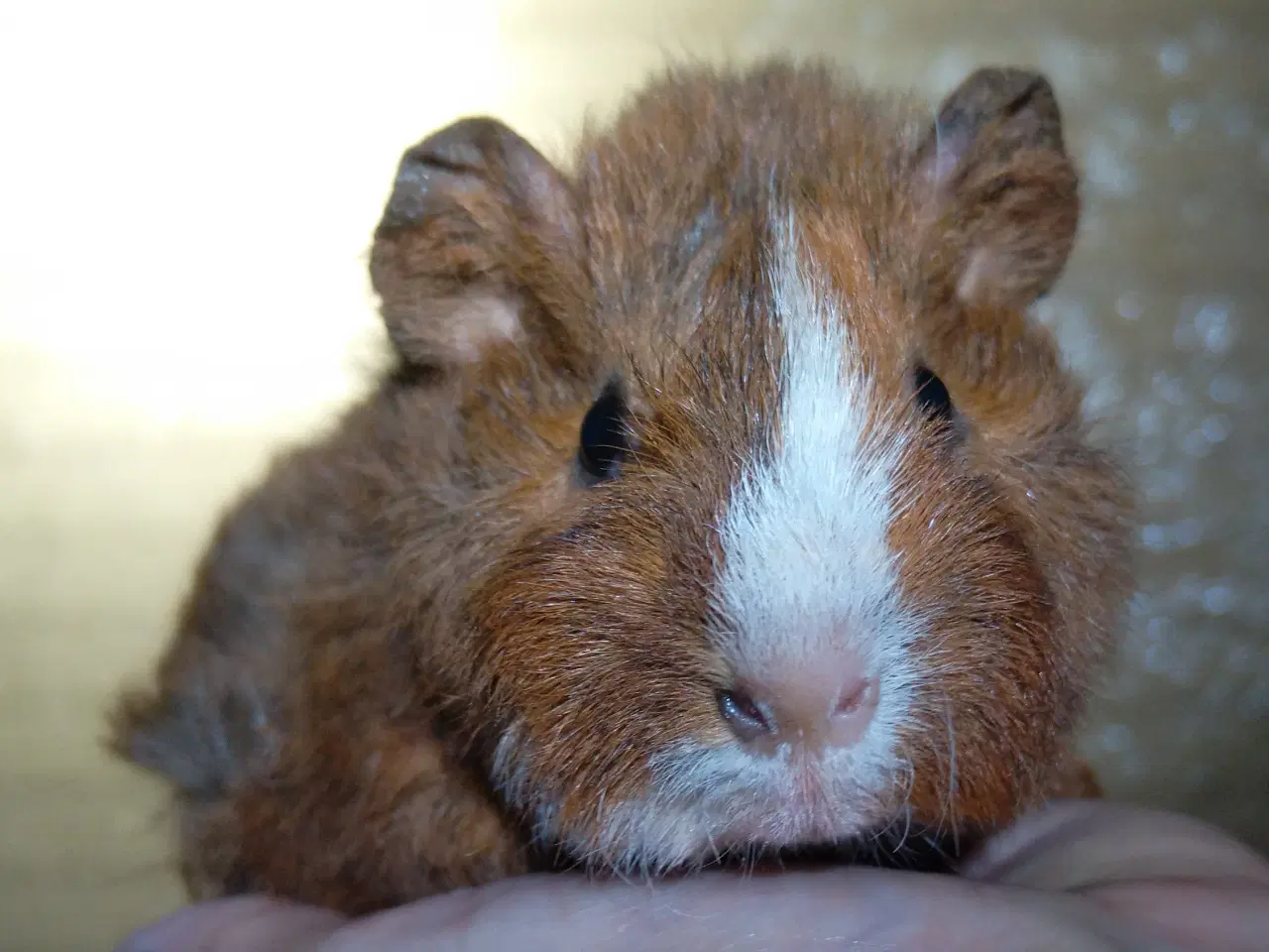 Billede 2 - 2 Teddy søstre