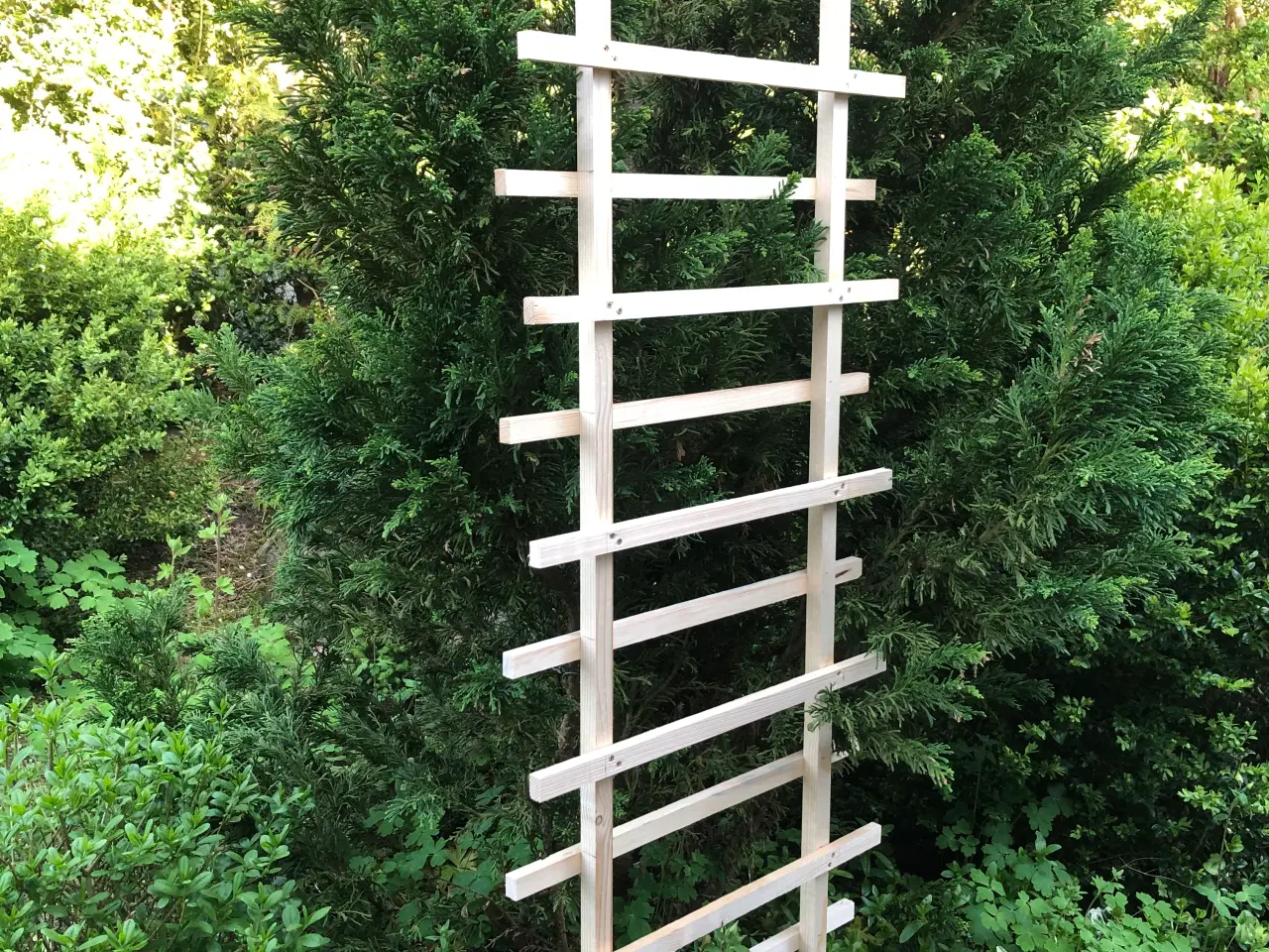 Billede 1 - espalier