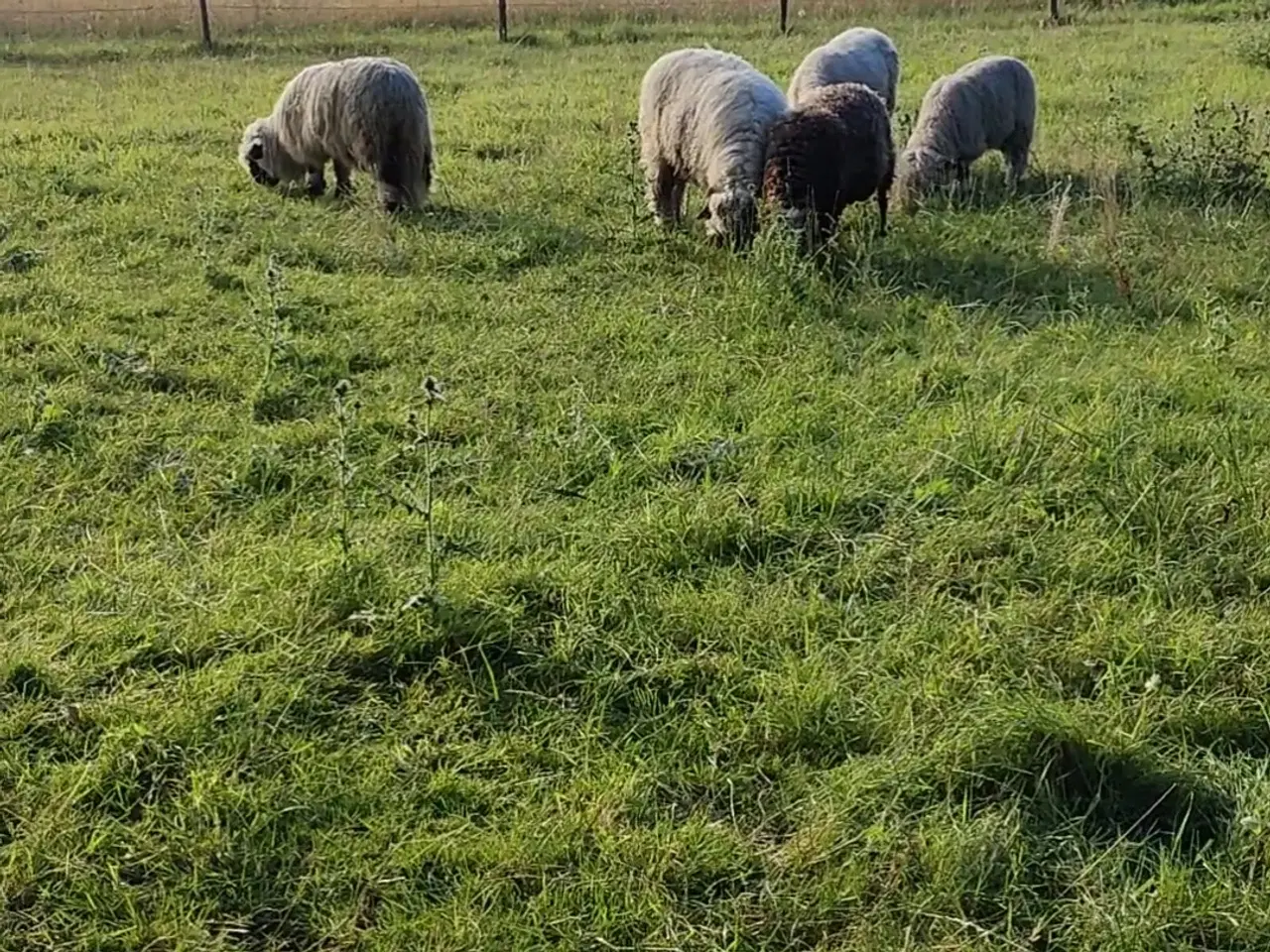 Billede 4 - Black nose og en spælsauer 