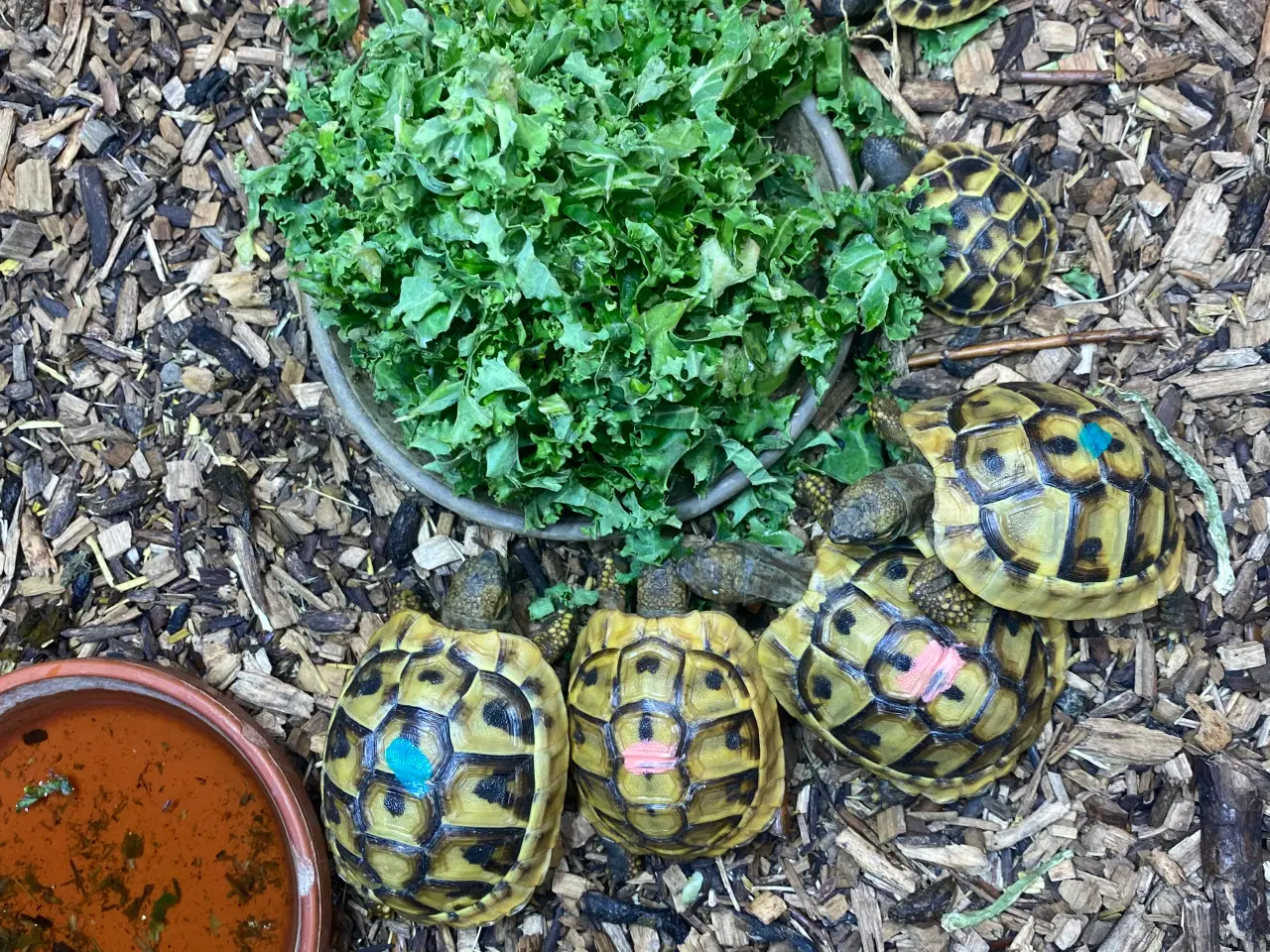 Billede 2 - Græske landskildpadder 