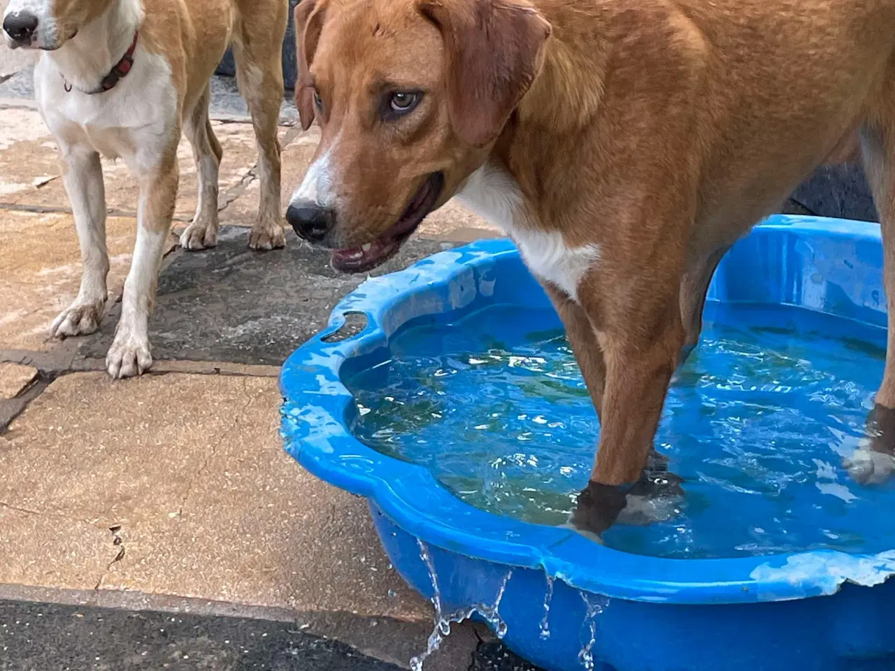 Billede 3 - Smukke Rose søger familie