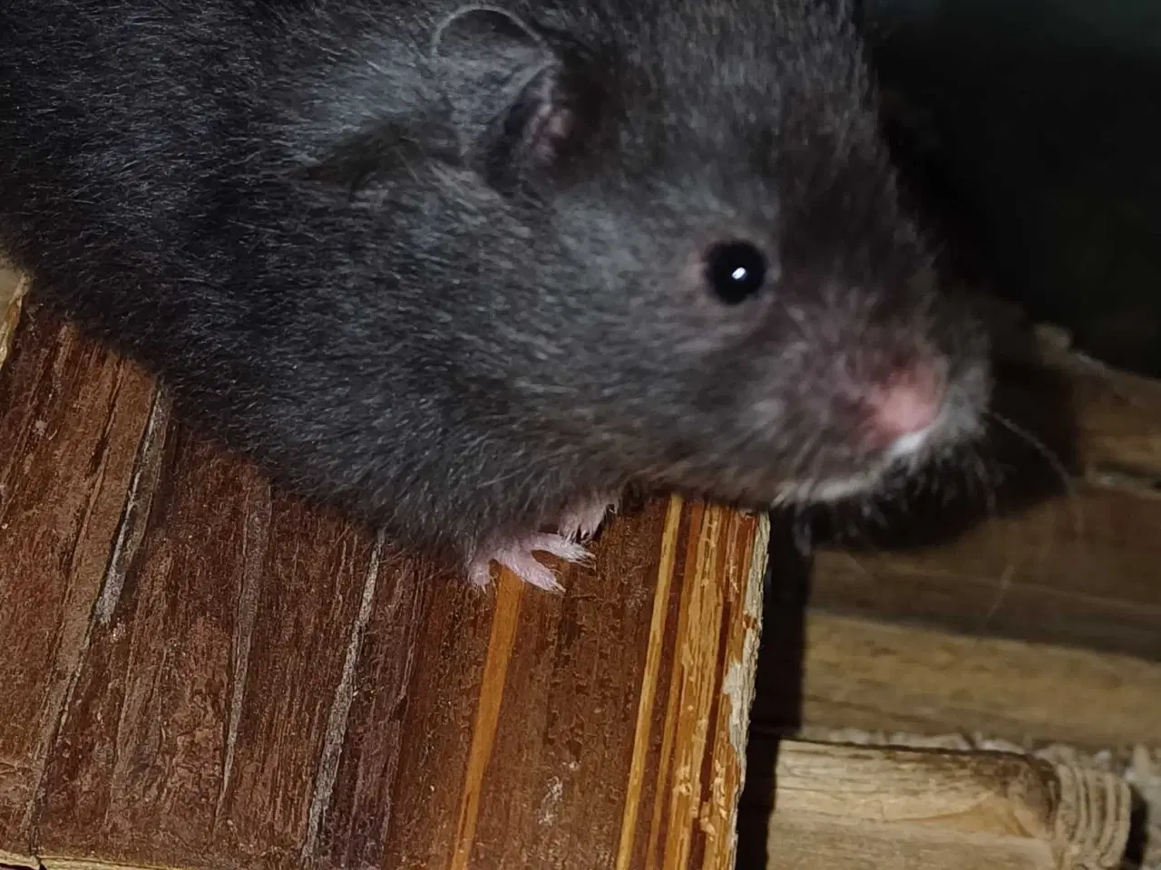 Billede 12 - Guldhamster unger